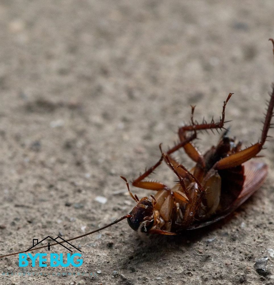 Our Residential Pest Control service offers safe, effective solutions to protect your home from pests. We use eco-friendly methods and customized plans, ensuring a pest-free living environment for your family’s comfort. for Bye Bug Pest Management in Crawford, TX