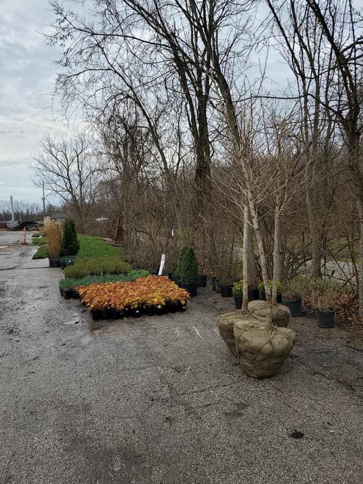 landscaping for Contemporary Landscape in St. Louis, MO