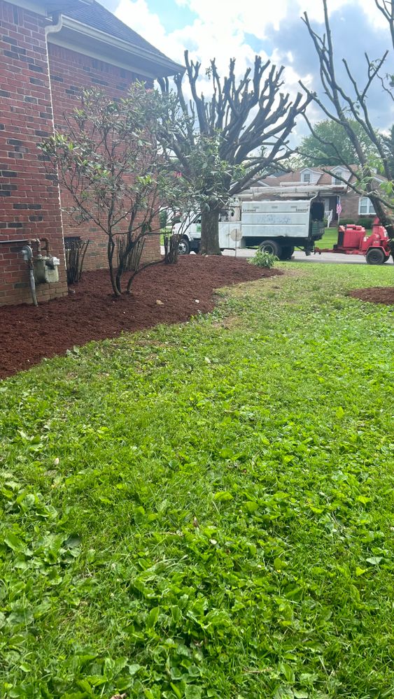 All Photos for Optimum Tree Service And Landscaping in Bowling Green, KY