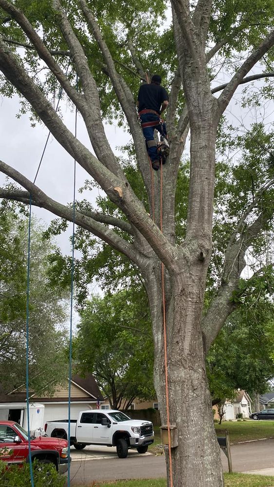 Tree Services for Fast Cut Tree Service in Jacksonville Heights, FL