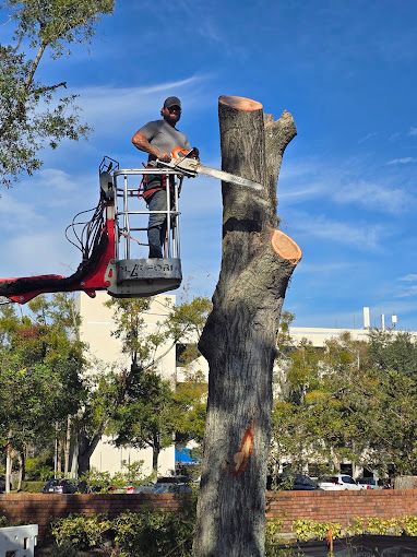 All Photos for Near Me Tree Service, Inc. in DeLand, FL