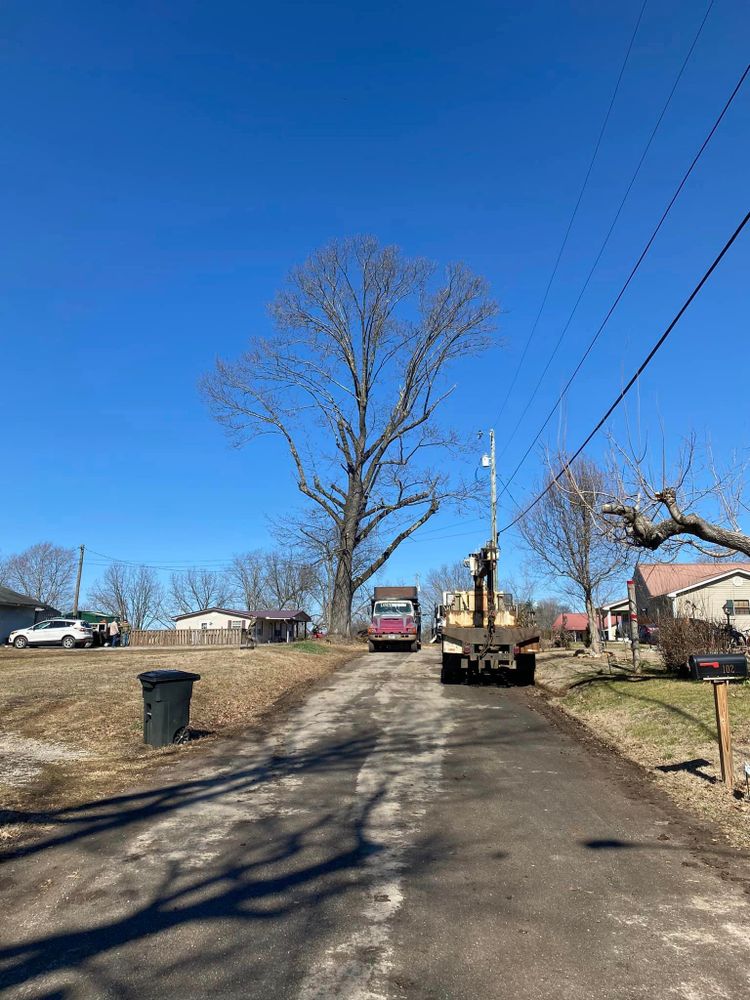 Tree Removal for Lance Tree Service in Tellico Plains ,  TN