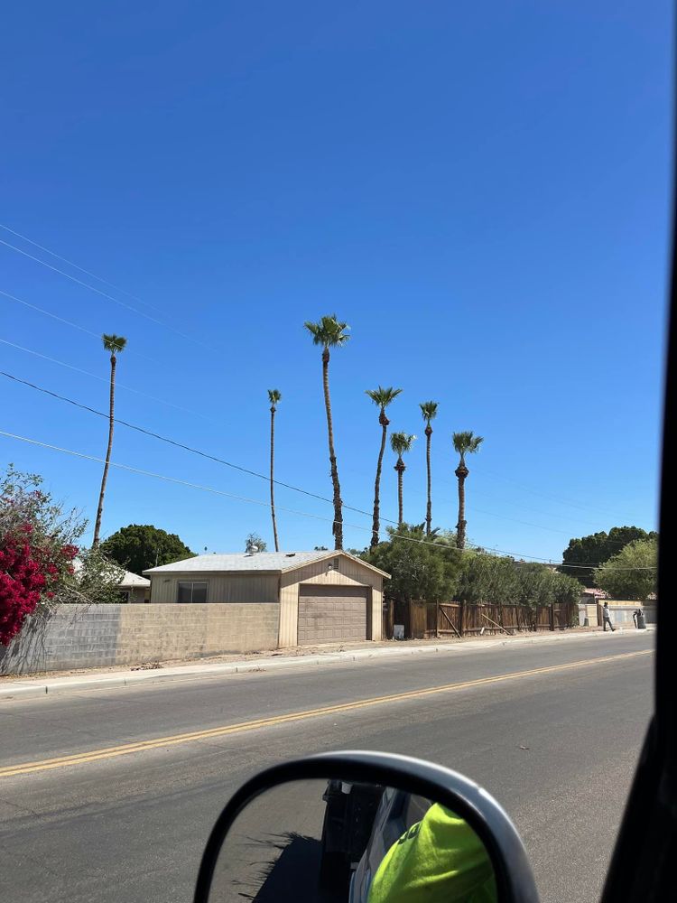 All Photos for Yuma Palms & Tree Service in Yuma, AZ