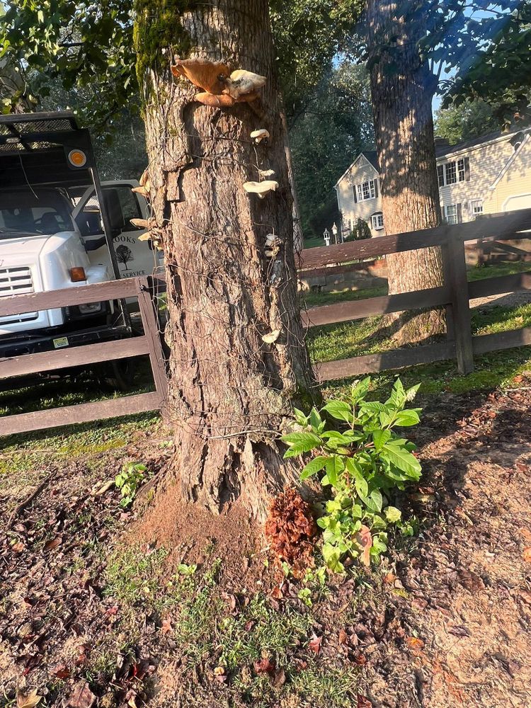 All Photos for Brooks Tree Service in Casar, NC