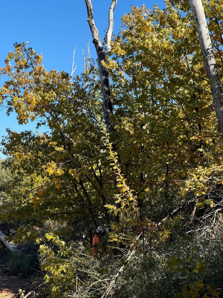 Property Clean Up for The Tree Fairy in Temecula, CA