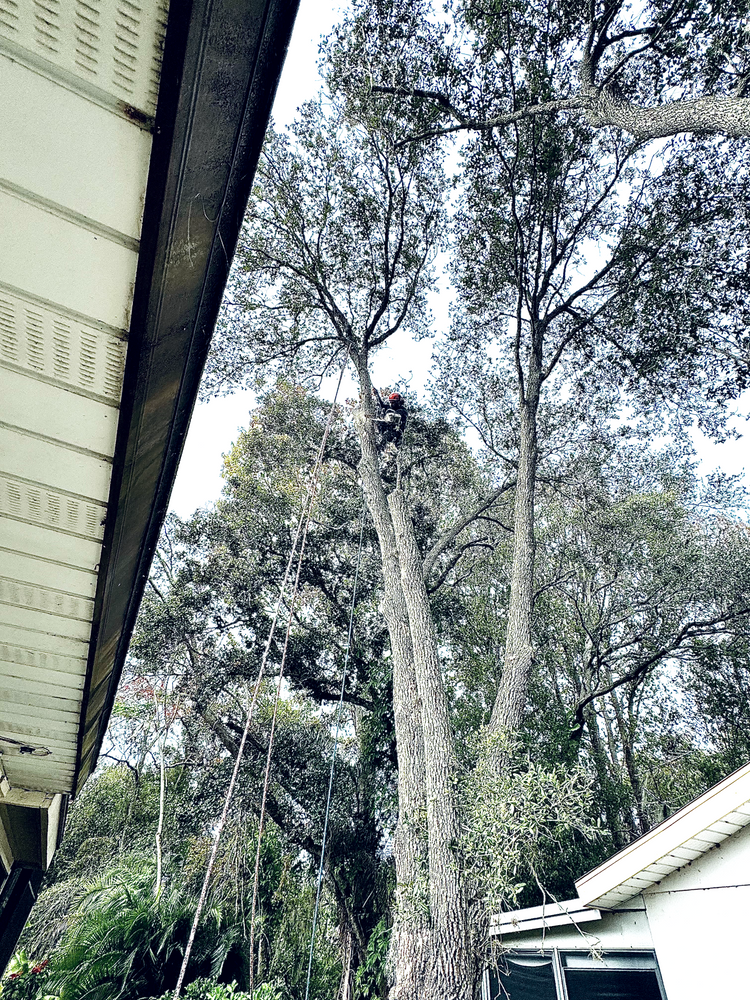 All Photos for Elevation Tree Service in Holiday, FL