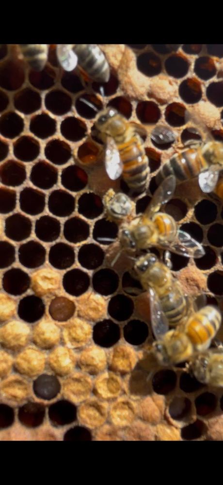 All Photos for HoneyBee Blues in McKees Rocks,  PA