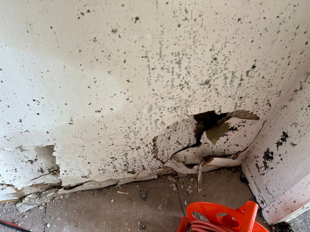 Mold Remediation for N&D Restoration Services When Disaster Attacks, We Come In in Cape Coral,  FL