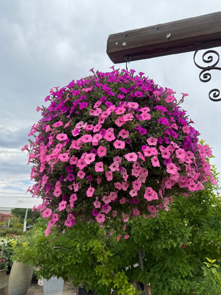 All Photos for Ecogreen Landscape in Denver, CO