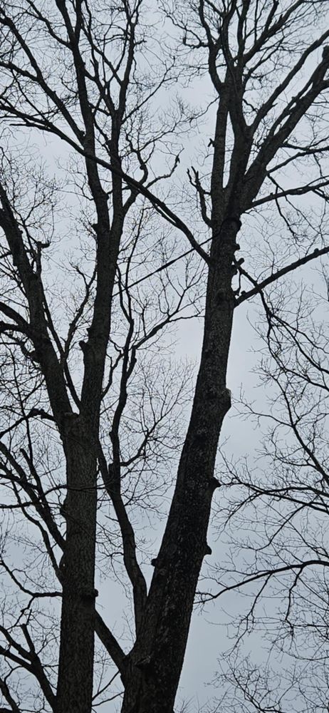 All Photos for Highborn Tree Service in Wheatfield, IN