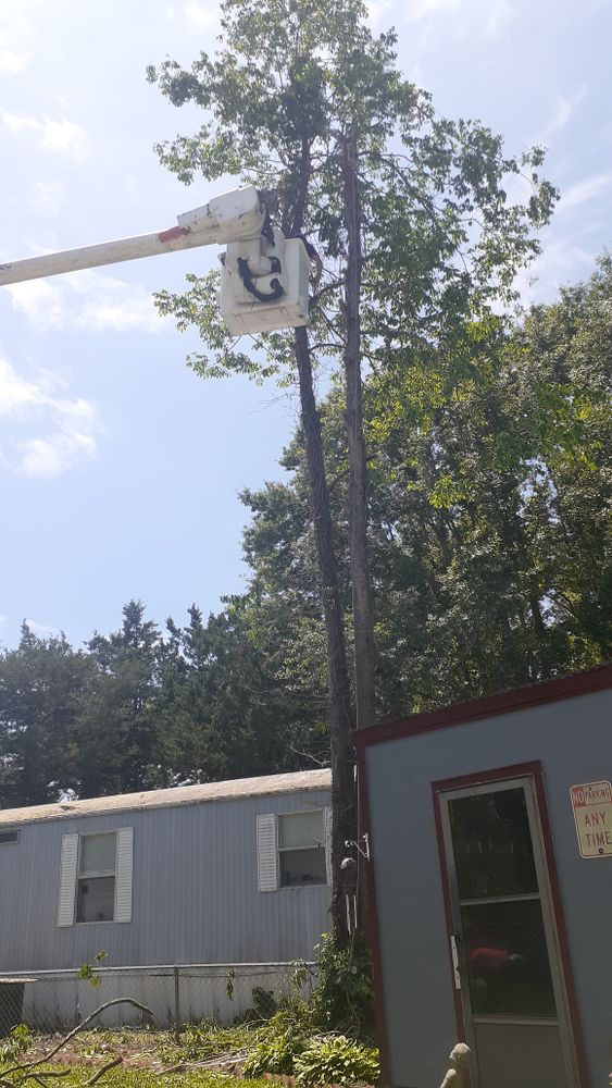 All Photos for Professional Tree Service USA in Chattanooga, TN