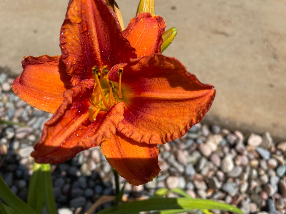 Drought-Tolerant Landscapes for Aidan Jade Landscaping in Riverside County, CA