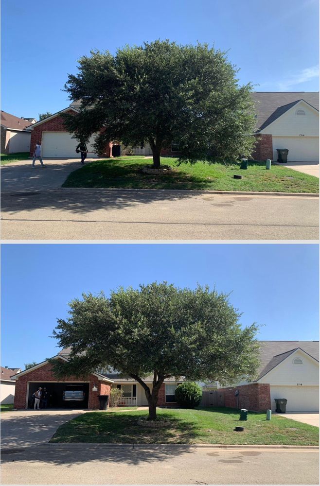 All Photos for Scalpel Lawn Service in Temple, TX