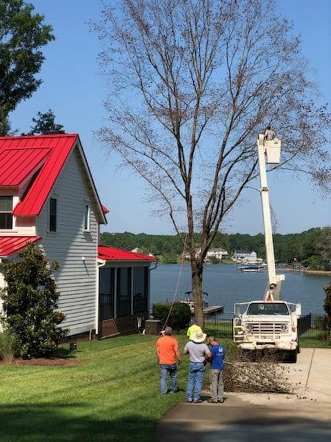 Tree Removal for North Meck Tree & Grounds Specialist in Huntersville, NC