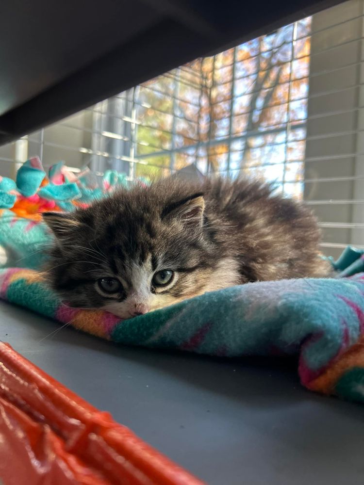 Animal Rescue Service for Sullivan Sanctuary of Maine in Brunswick, ME