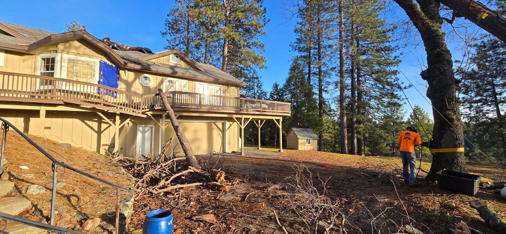 Tree Removal for George Staddan's Professional Tree Care in Placerville, CA