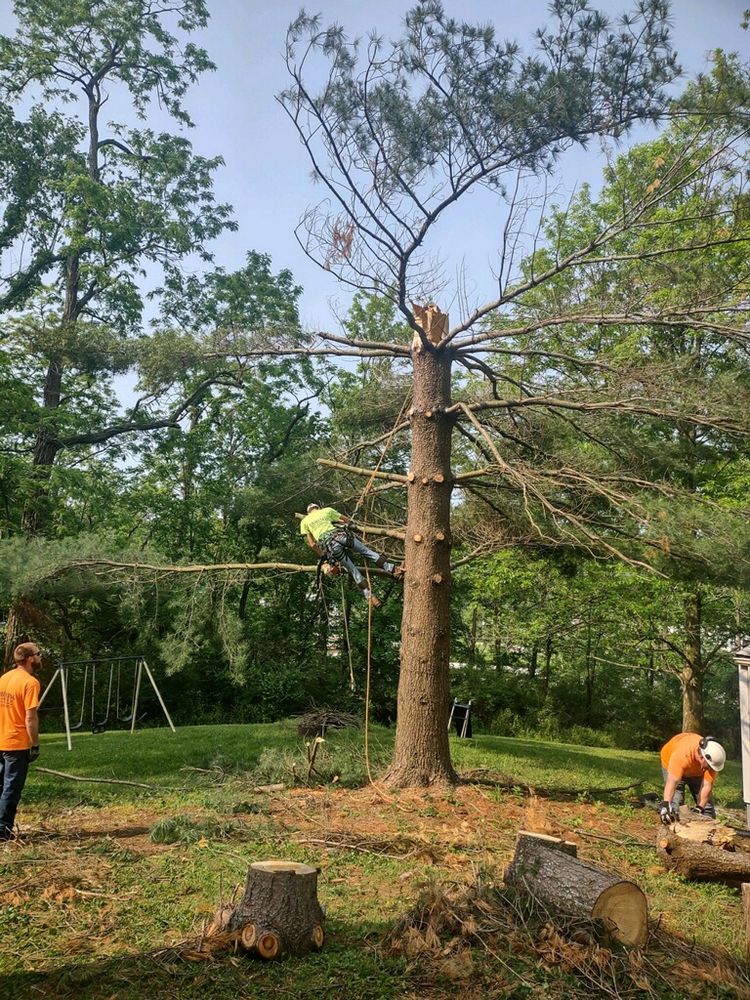 All Photos for Lightning Tree Service in Corydon, IN