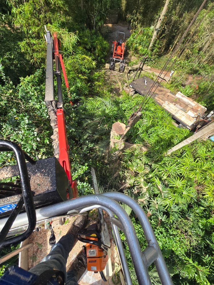 All Photos for Near Me Tree Service, Inc. in DeLand, FL