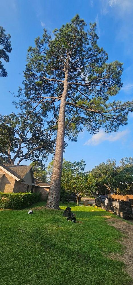 All Photos for Servin's Tree Care  in Houston, TX