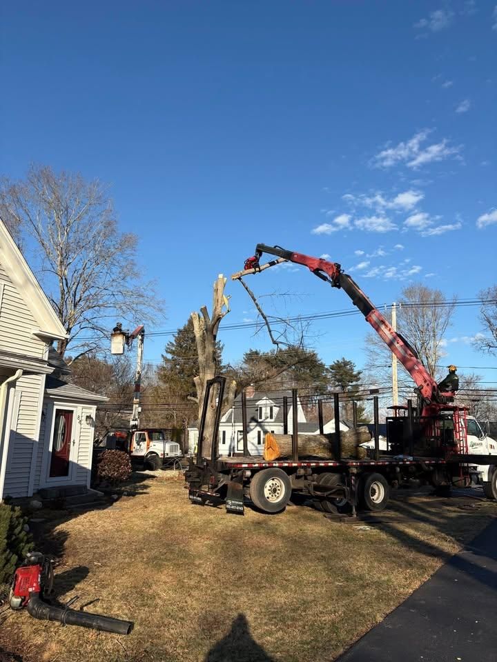 All Photos for Dwights Tree Service in Middleborough, MA