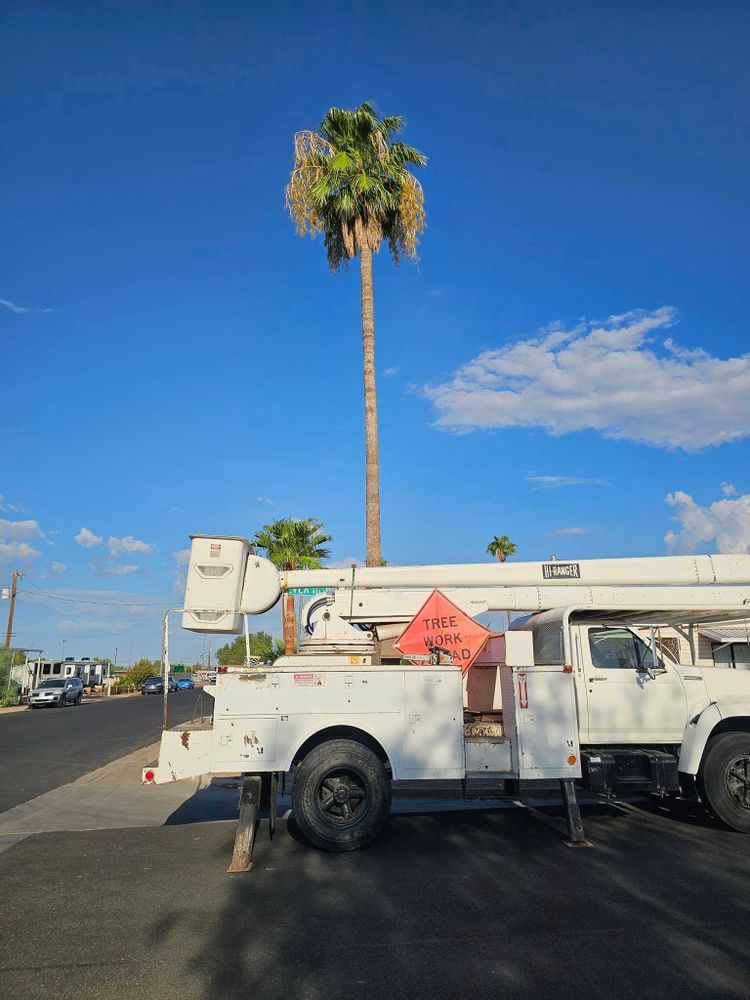 Tree Removal for T's Tree Service and Firewood in Apache Junction, AZ