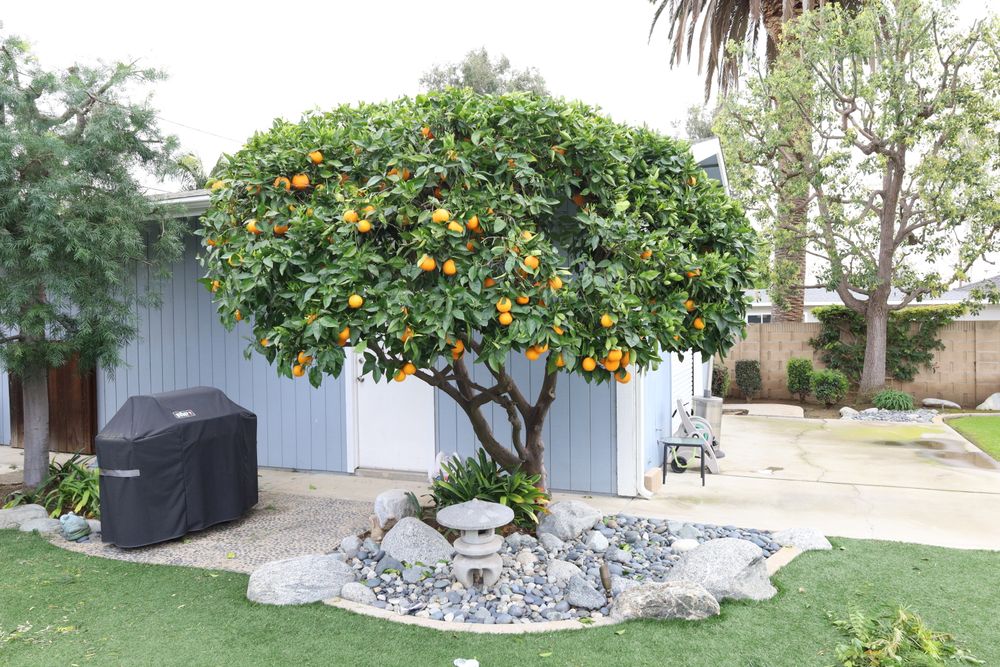 Fruit Tree Care for ARKADIA in Orange County, CA