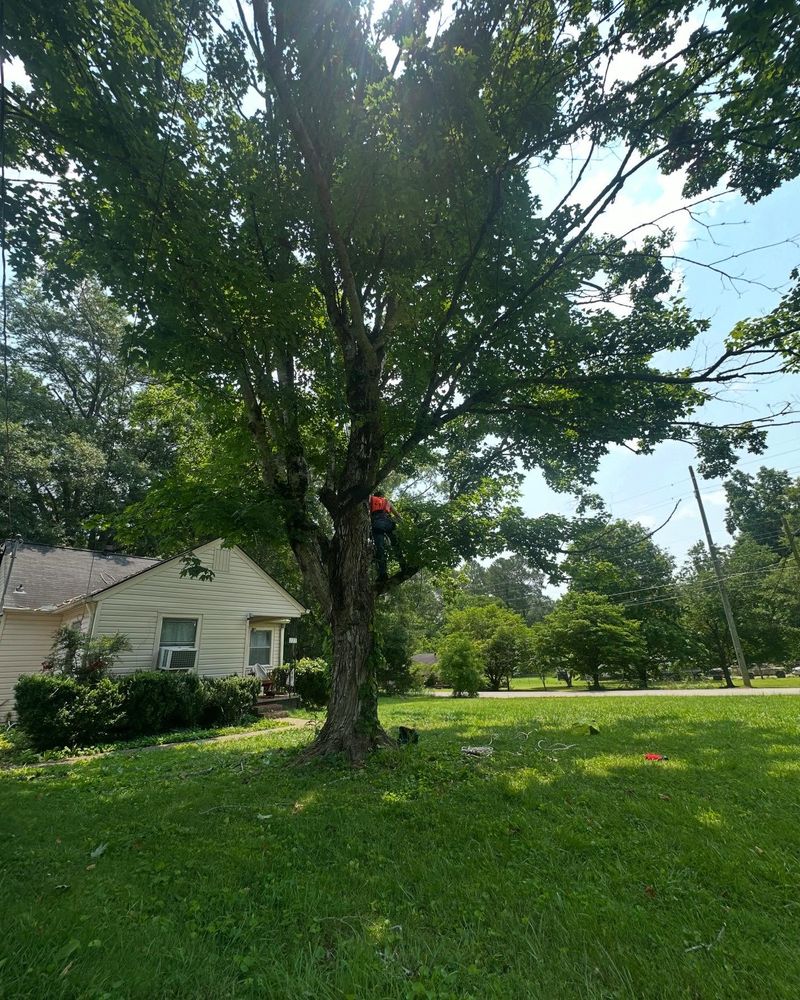 All Photos for Professional Tree Service USA in Chattanooga, TN