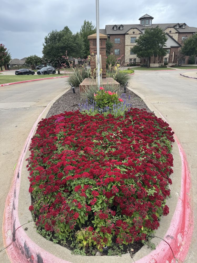 Summer flowers for Guerrero's Landscape in Fort Worth,  TX