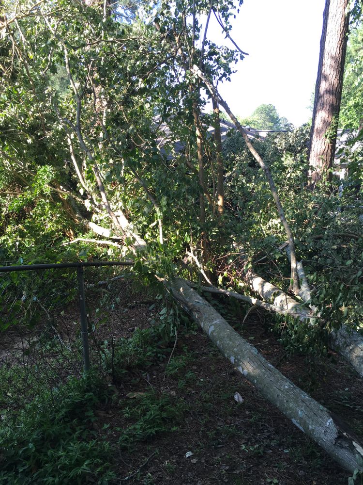 All Photos for Tucker's Tree Service and Stump Grinding in Lugoff, SC