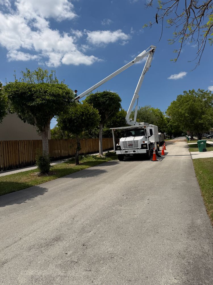 All Photos for Nurry Tree Services in Miami, FL