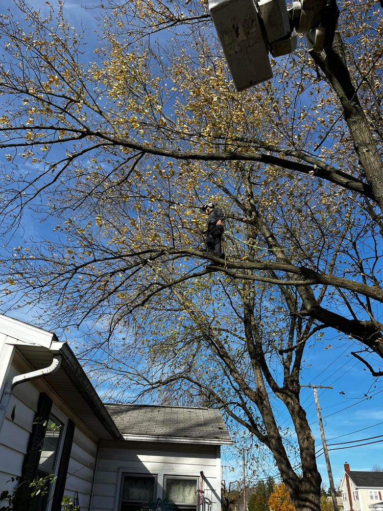 Tree Removal for Hunnicutt’s Tree Service L.L.C. in Monticello, IN