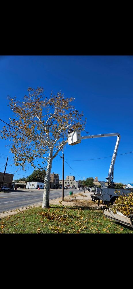 Tree Removal for Rollins Tree Service in Eastland, TX