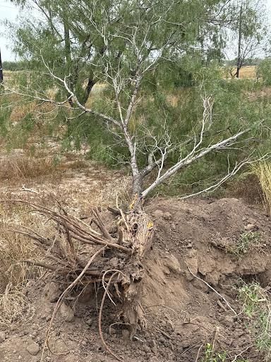 All Photos for STARR CORE LLC in Rio Grande City, TX