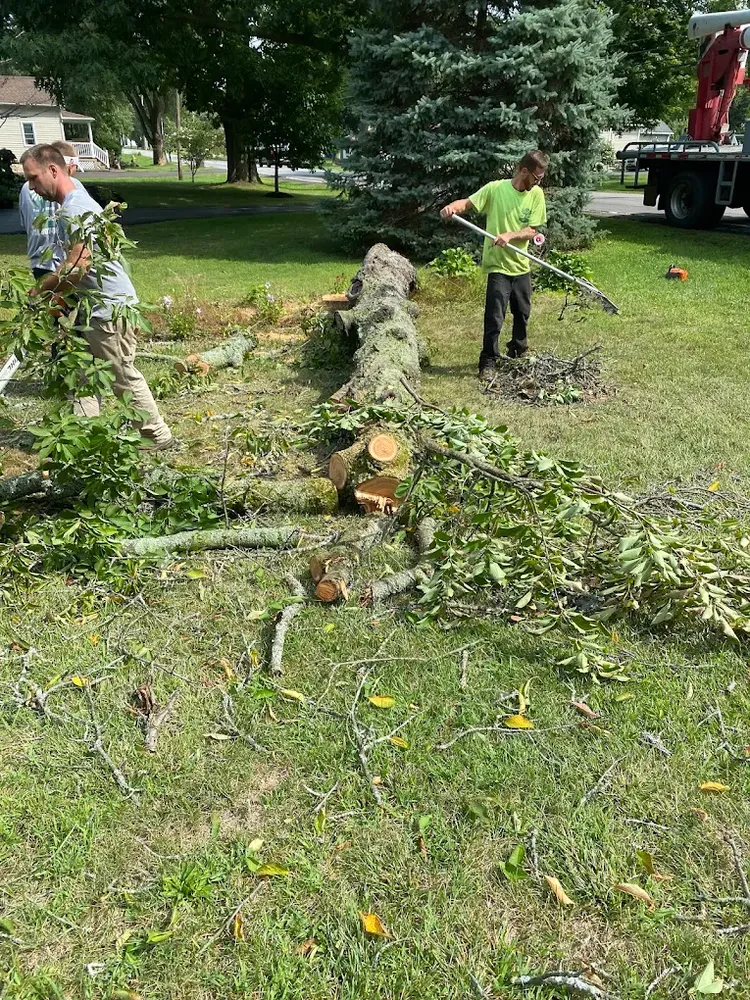 Tree Services for Mays Tree and Stump Removal in Alden, NY