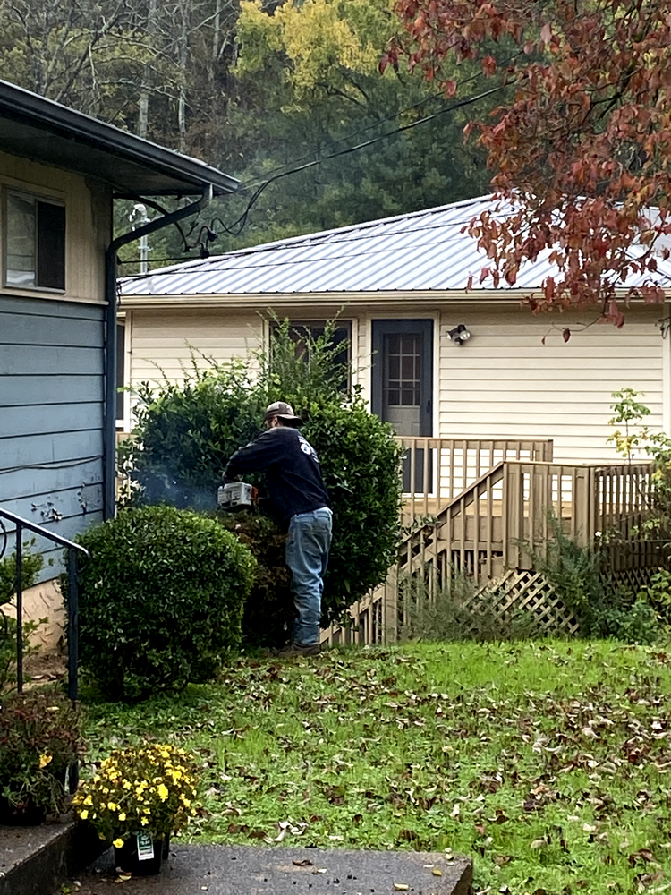 All Photos for Professional Tree Service USA in Chattanooga, TN