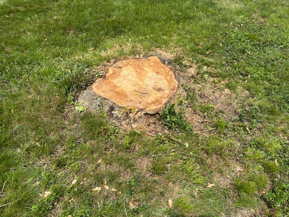 All Photos for Conrad's Stump Removal in Columbus, IN