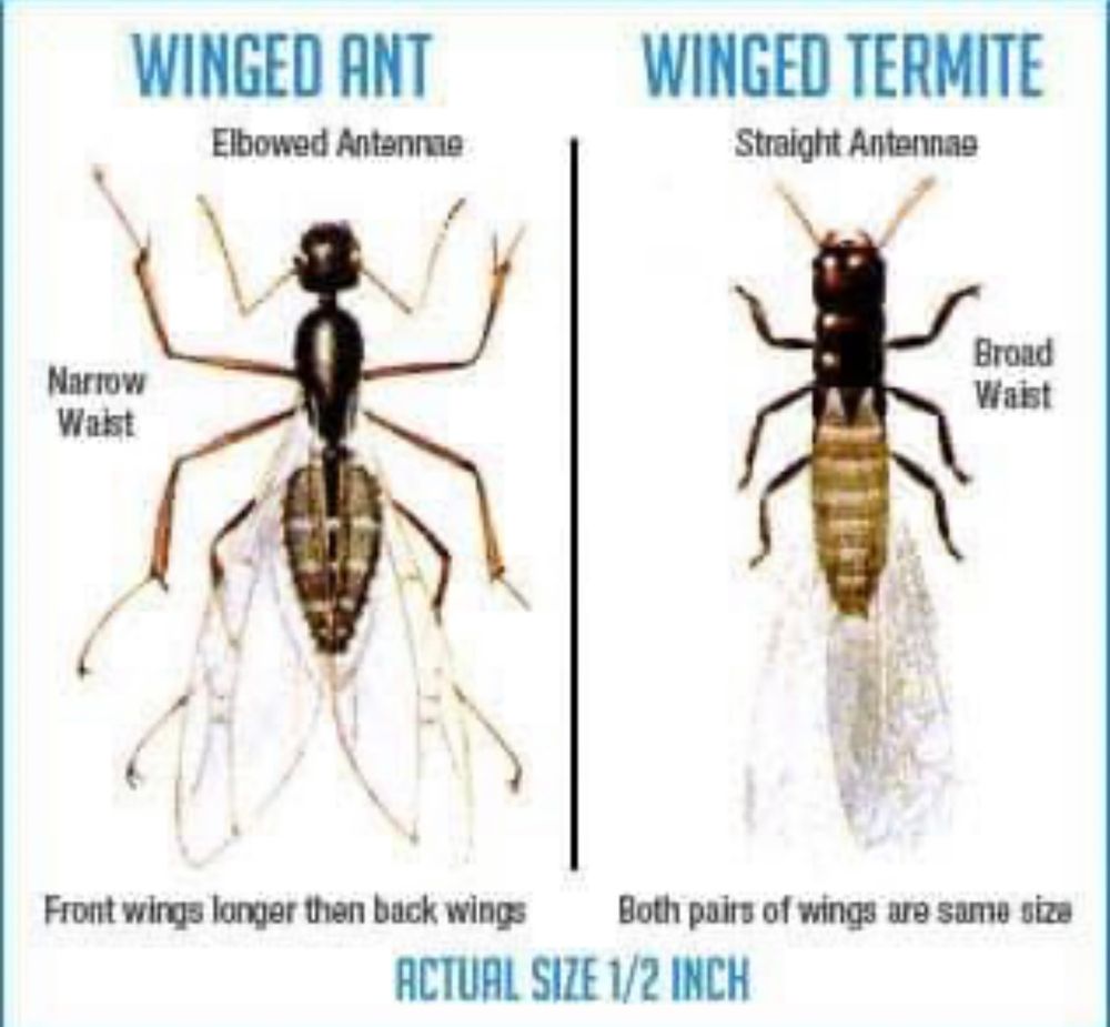 Termite for All-In Pest Control & Home Solutions in Greene County, IN
