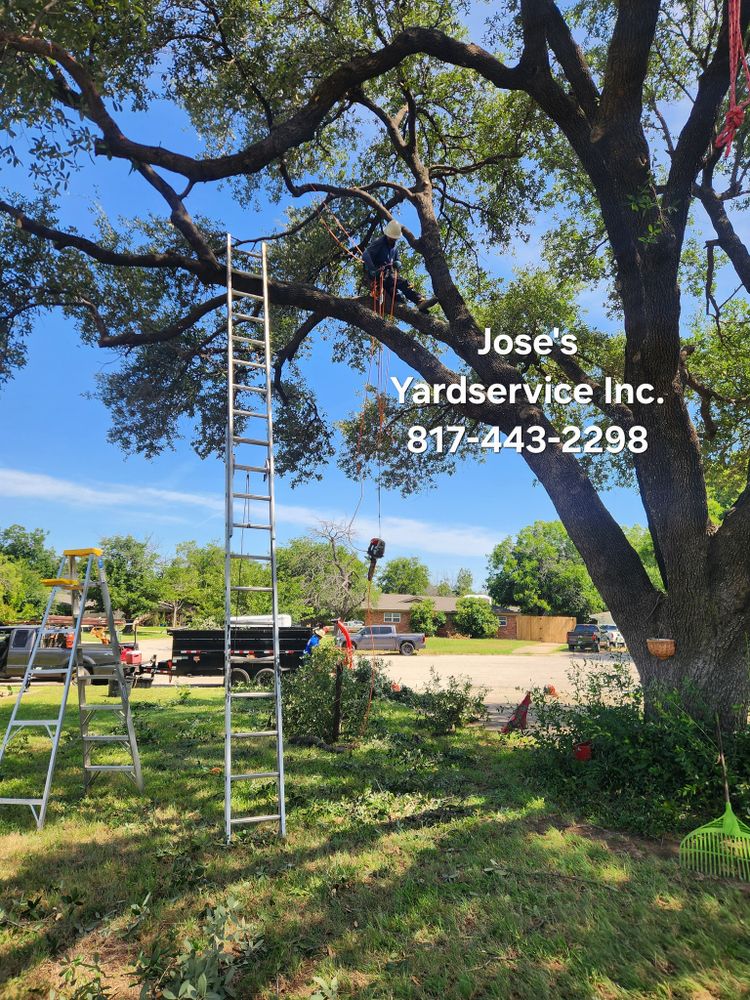 Our Tree & Shrub Care service ensures healthy growth and vibrant greenery by providing expert pruning, disease prevention, and nutrient management tailored to enhance your landscape's beauty and longevity. for Jose's Yardservice in Keller, TX