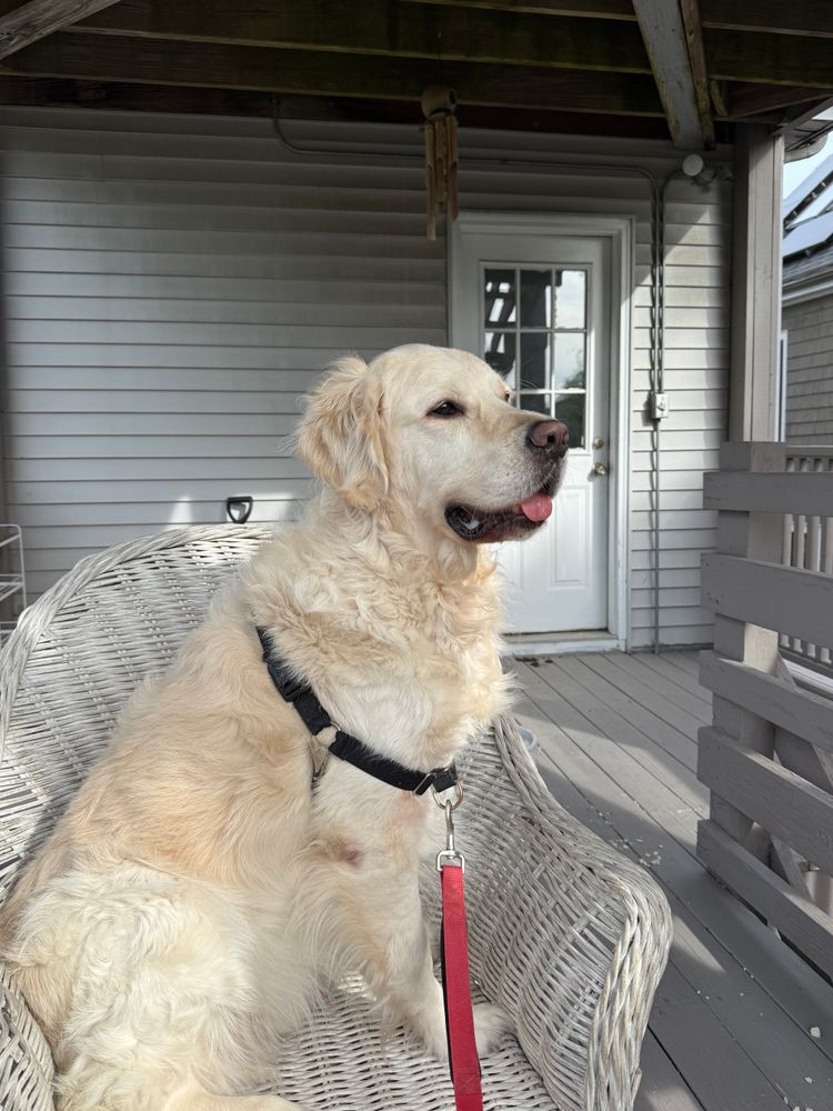 All Photos for Dumbo's Doggy Doors in City of Sammamish, WA