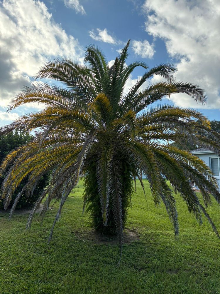 All Photos for Young's Lawn Services LLC in Ocala, FL