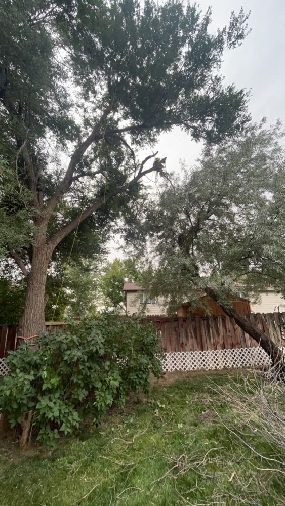 All Photos for Elevated Tree Care in Gillette, WY