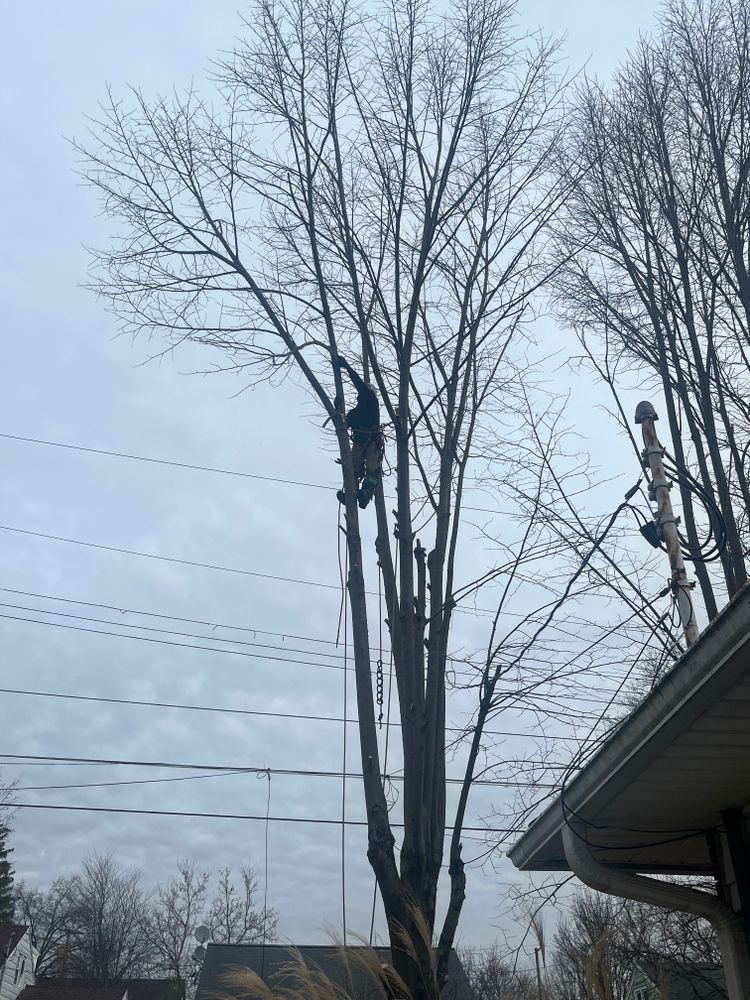 All Photos for Licensed to Cut Tree Service in Athens, PA