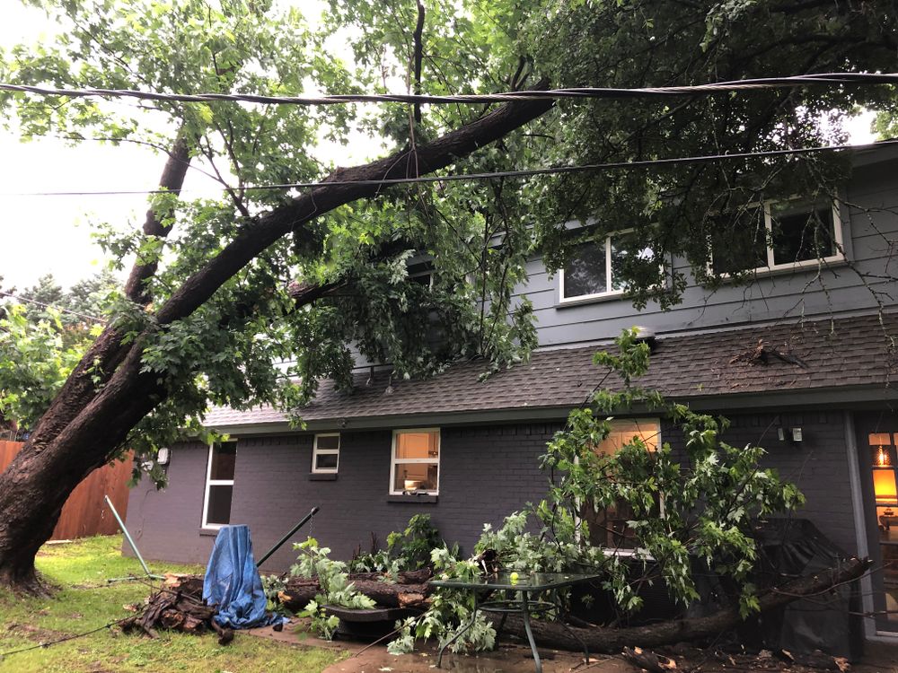 All Photos for Classic cut tree trimming and removal in Arlington, TX