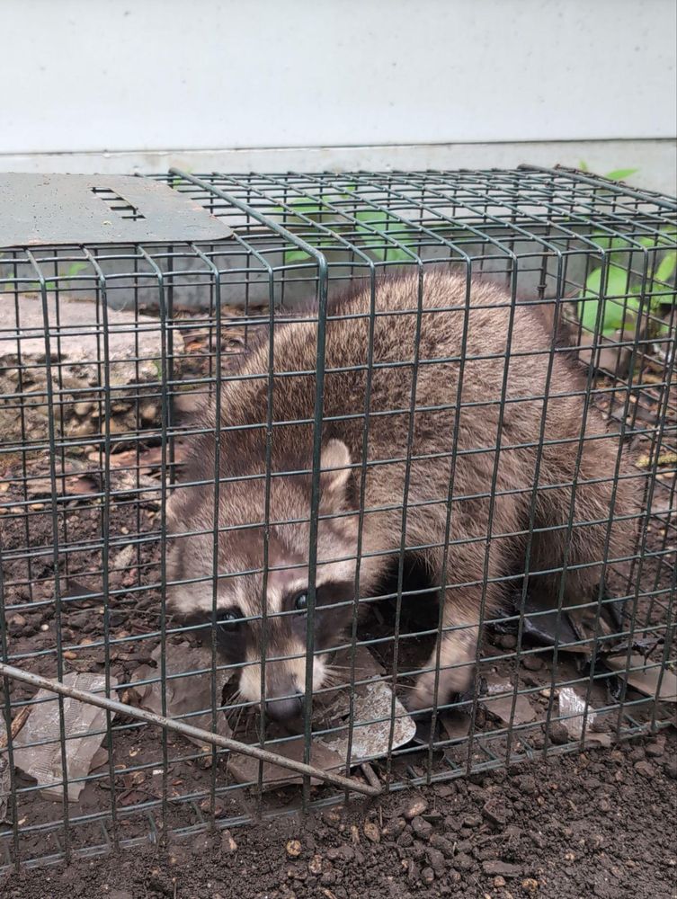 All Photos for Topper's Wildlife Removal in Garland, TX