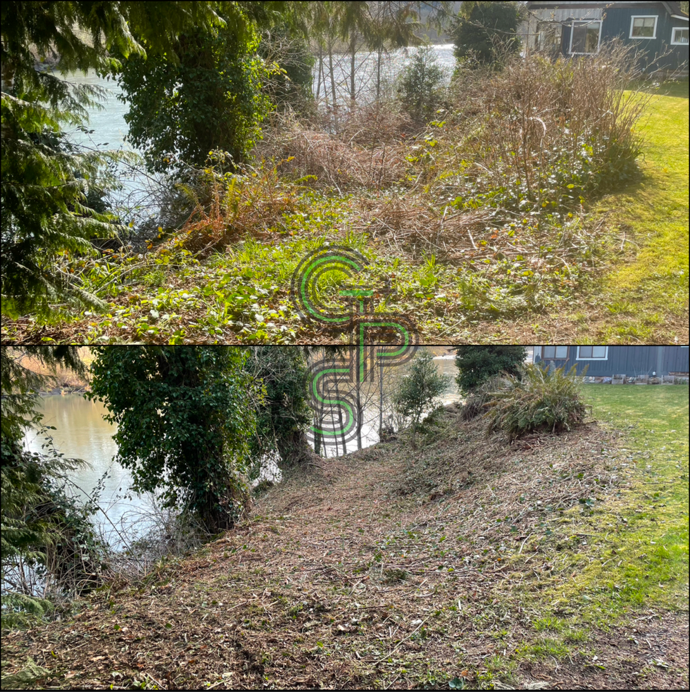 Blackberry Mulching - Brush Clearing for Golovin Property Services LLC in Marysville, WA