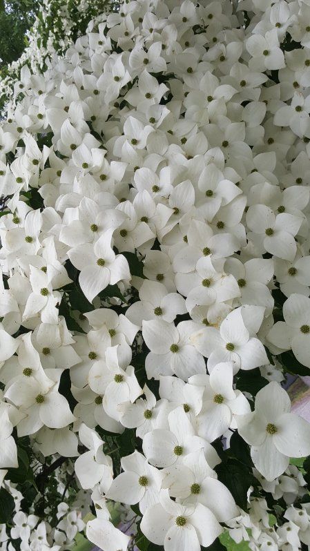 All Photos for Evolution Earthscapes, LLC in Ludlow, MA