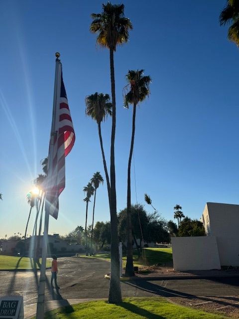 Sissoo Tree Removal  for AZ Tree & Hardscape Co in Surprise, AZ