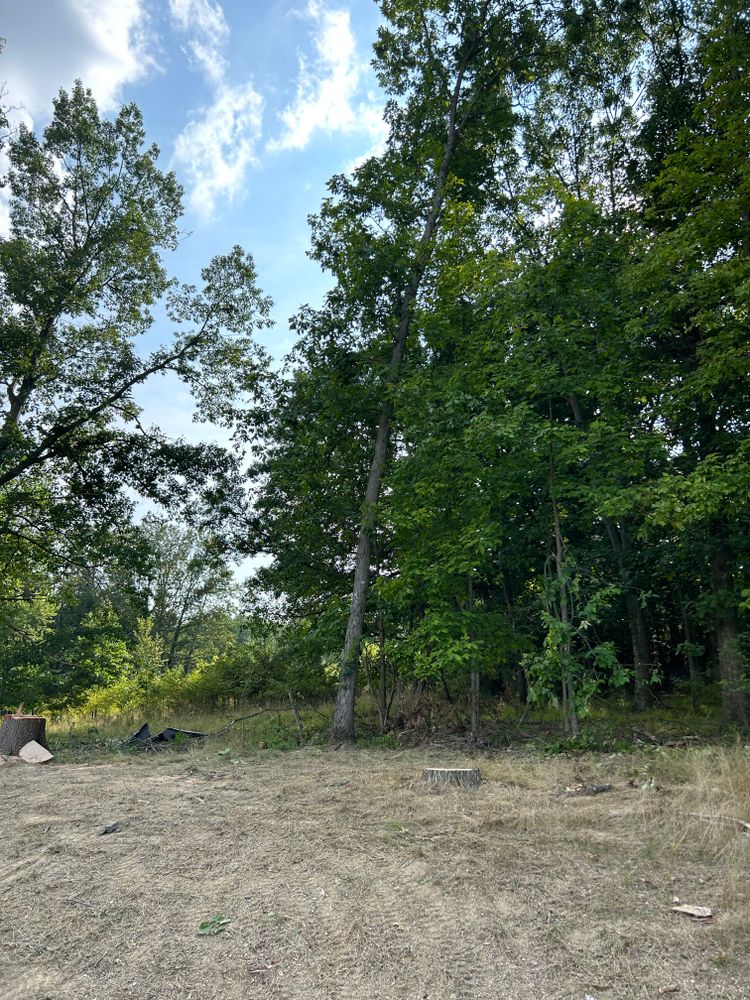 Tree Removal for JJ Tree Service in Gibsonia, PA