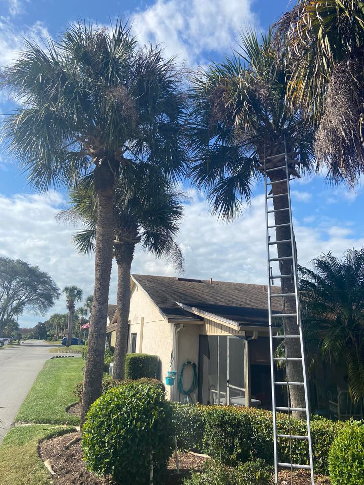 Fall and Spring Clean Up for Efficient and Reliable Tree Service in Lake Wales, FL