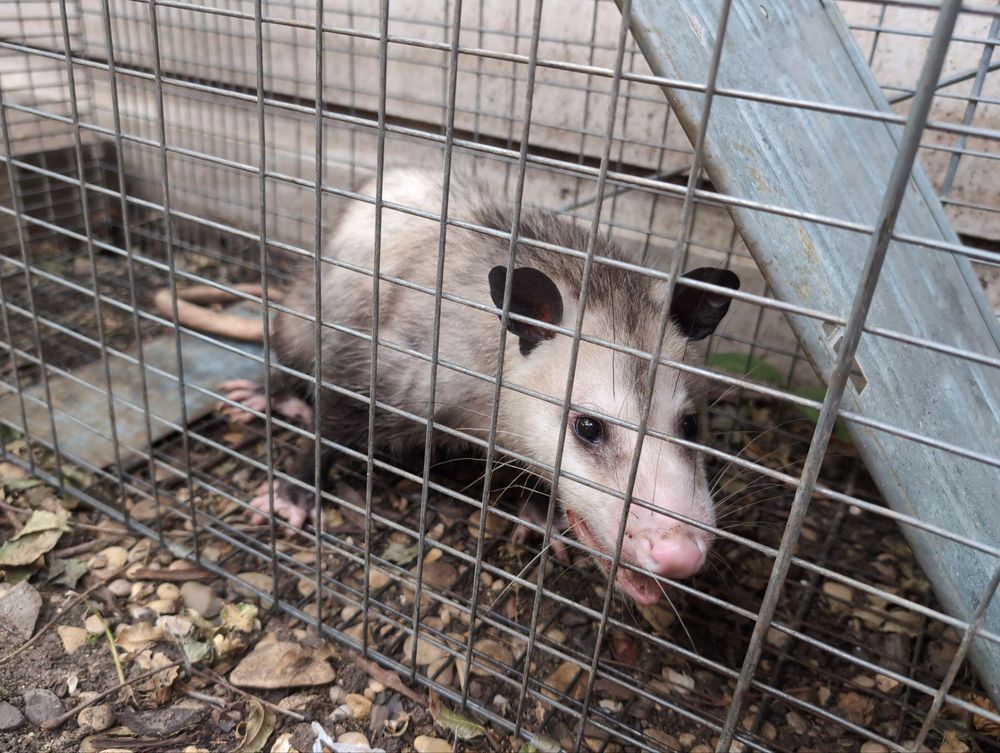 All Photos for Topper's Wildlife Removal in Garland, TX